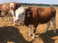 母牛, Holstein breed — 照片 1