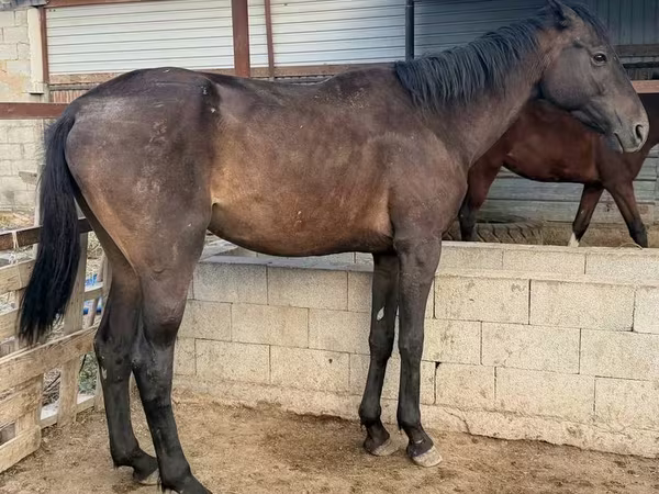 公马, Arabian horse — 哈萨克斯坦