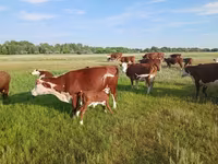 Cow, Latvian Blue cattle — photo 4