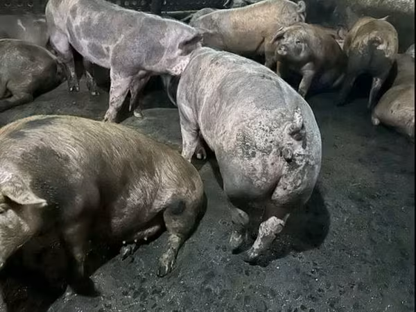 母猪, Pigs