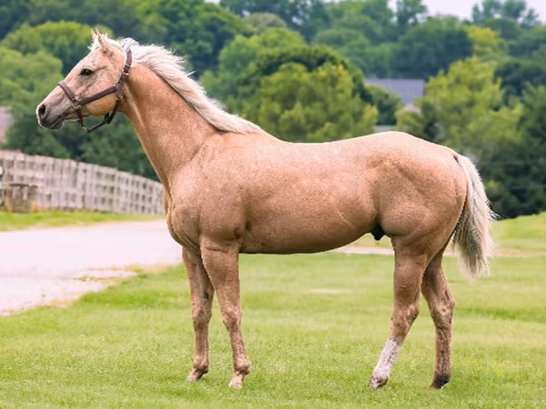 公马, Quarter Horse