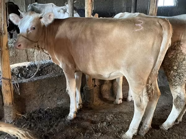 Simmental cattle