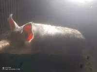 公猪, Pigs — 照片 1