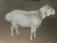 मेढ़ा, Rhon sheep — फ़ोटो 1