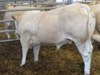 ثور, Blonde d’Aquitane cattle — الصورة 2