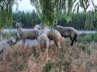 公羊, Sheep — 照片 4