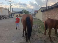 母马, Thoroughbred horse — 照片 3