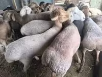 كبش, الأغنام — الصورة 2