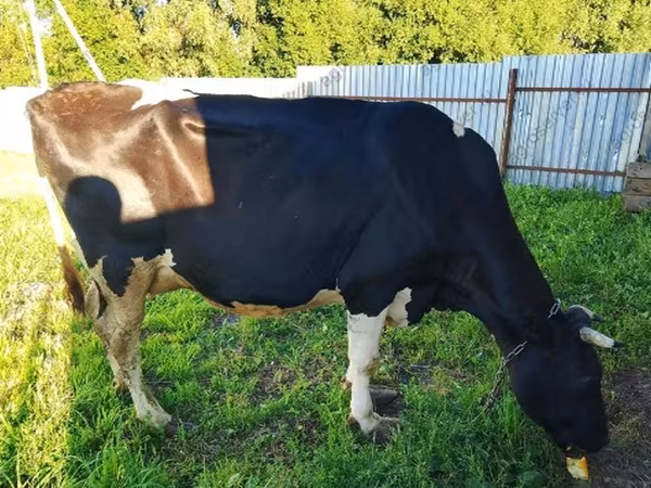 母牛, Holstein breed