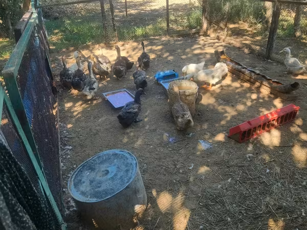 Ducks