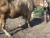 母牛, Alatau breed — 照片 6