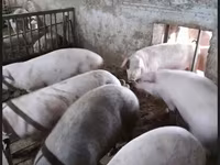 خنزير ذكر, الخنازير — الصورة 4