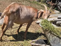 Cabra, Cabras — foto 2