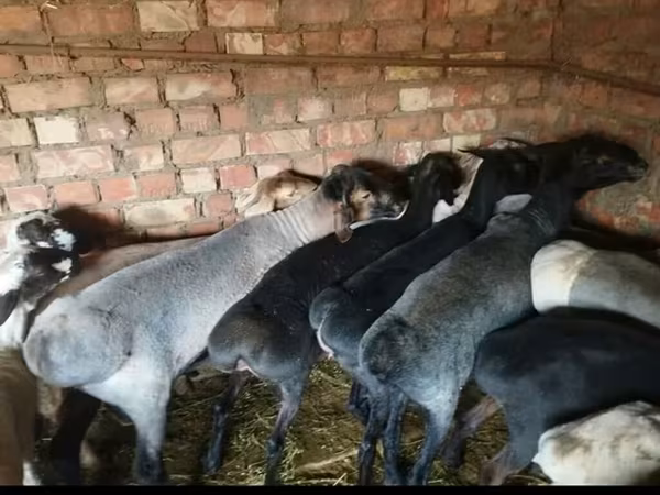 Hissar sheep