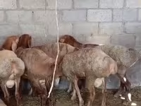 Carnero, Rhon sheep — foto 1