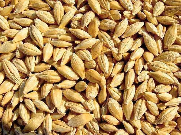 Продам ячмень, местный, кормовой, 25 тонн--- хорошего качества