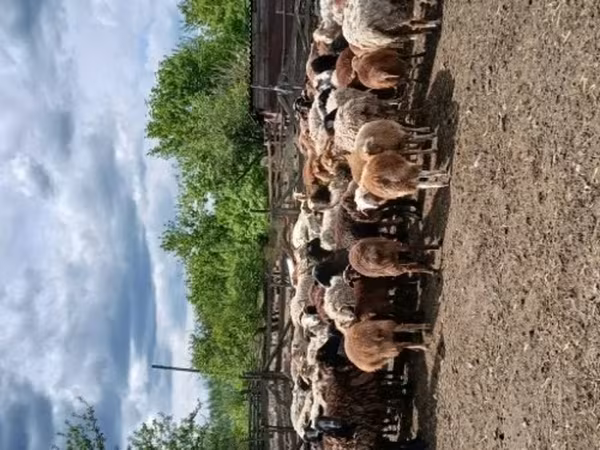 母羊, Sheep — 俄罗斯