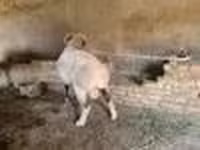 मेढ़ा, Rhon sheep — फ़ोटो 8