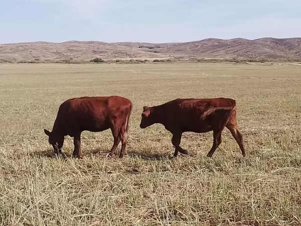 公牛, Cattle — 哈萨克斯坦