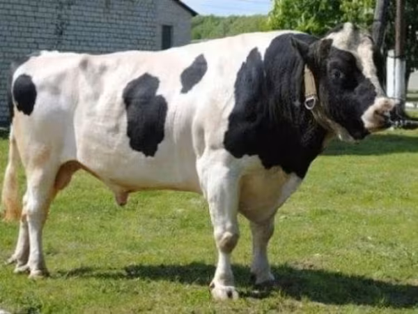 公牛, Holstein breed