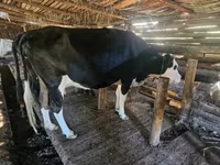 母牛, Holstein breed — 照片 2
