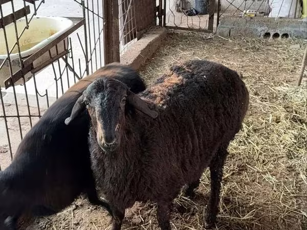 كبش, الأغنام