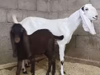 बकरी, Kamori goats — फ़ोटो 2