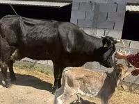بقرة, Swiss cattle — الصورة 2