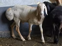 Schaf, Arashan sheep — Foto 1