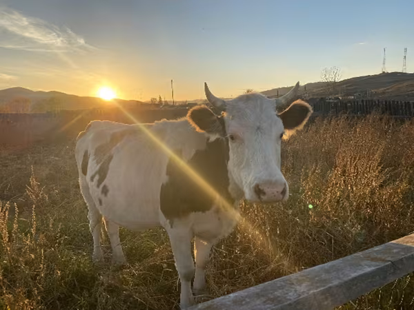 母牛, Holstein breed — 俄罗斯