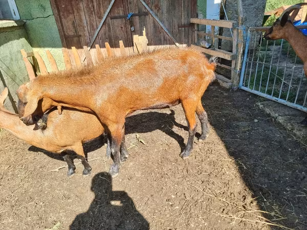 Ziegenbock, Ziegen