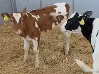 母牛, Cattle — 照片 4