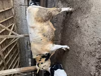 Bulle, Holstein-Rasse — Foto 3