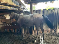 母马, Horses — 照片 2