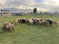 Sheep, Merino sheep — photo 1