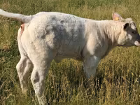 Bulle, Charolais cattle — Foto 7