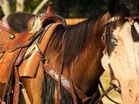 母马, American paint horse — 照片 5