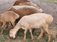 Schaf, Arashan sheep — Foto 2