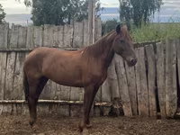 母马, Horses — 照片 4