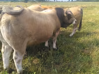 公牛, Aubrac cattle — 照片 3