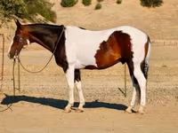 घोड़ा, National Show Horse — फ़ोटो 3