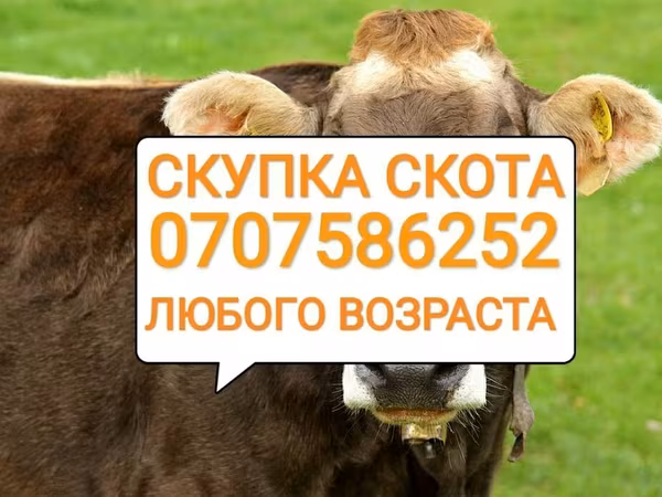 Bydło
