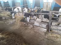 公牛, Swiss cattle — 照片 8