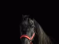 母马, American shetland pony — 照片 4