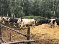 गाय, गोलस्टीन नस्ल — फ़ोटो 3