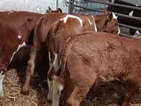 Bull, Cattle — photo 1