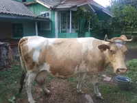 母牛, Simmental cattle — 照片 1