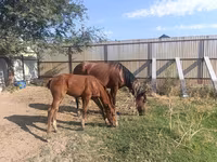 母马, Thoroughbred horse — 照片 2