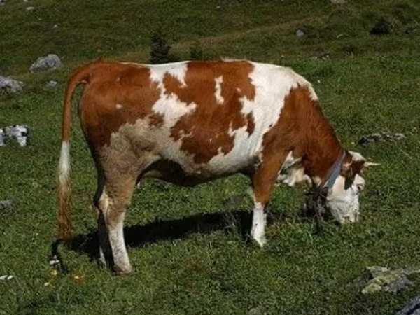 公牛, Simmental cattle