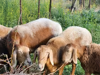 Schaf, Rhon sheep — Foto 5
